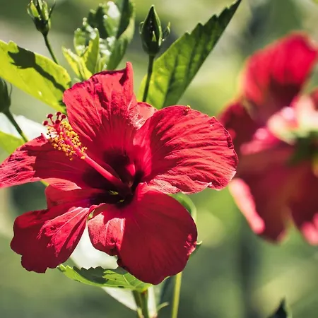 Boutique Islas (adults Only) Фуэнхирола